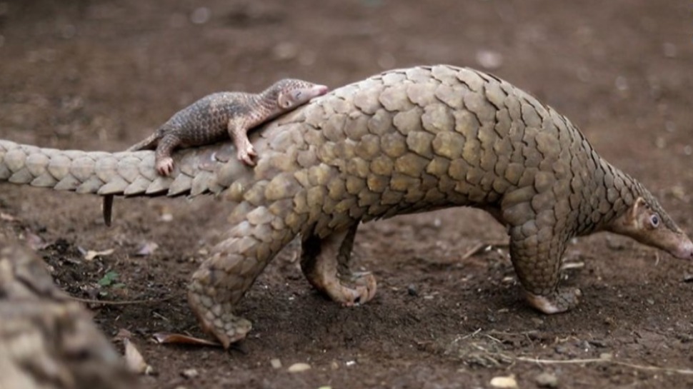 Adorable Baby Pangolin and Mom Were Just Rescued in Palawan